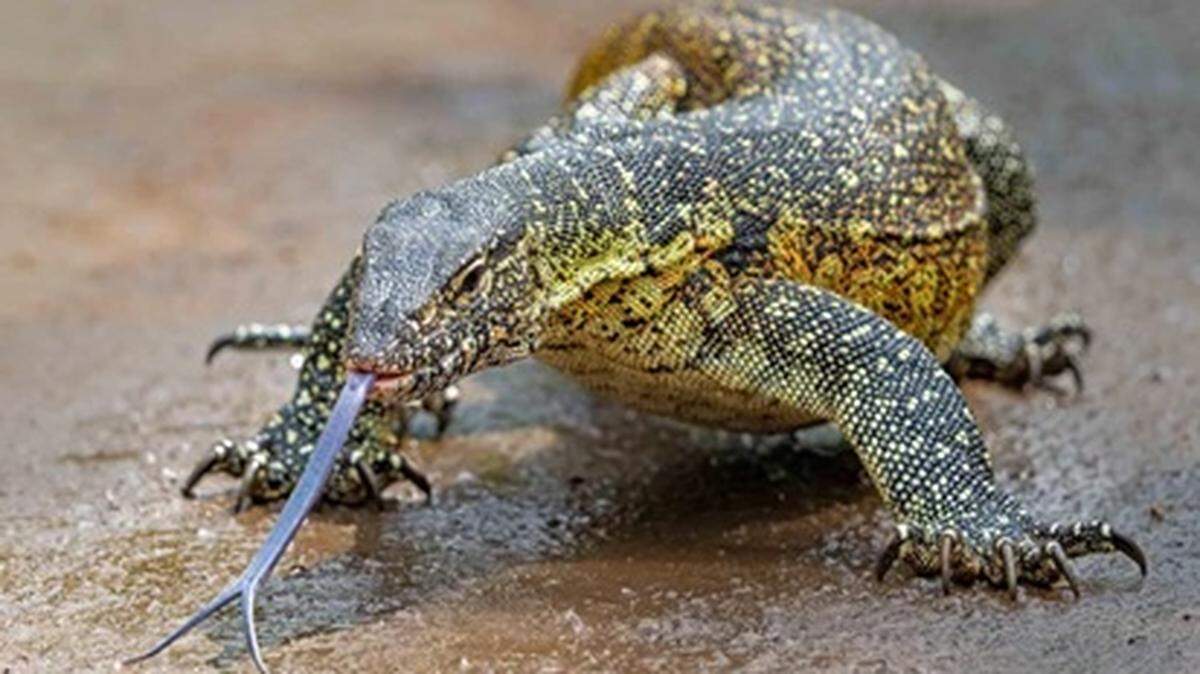 Nile monitors can stretch more than 7.5 feet long and weigh over 20 pounds.