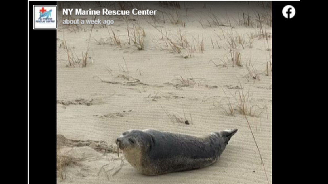 A yearling harp seal came ashore in New York with a deep sea lamprey stuck up its nose. Rescuers removed the lamprey with surgery and the seal is recovering.