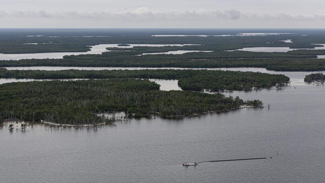 A wide view of the mangroves surrounding the oyster farm operated by Everglades Oysters.