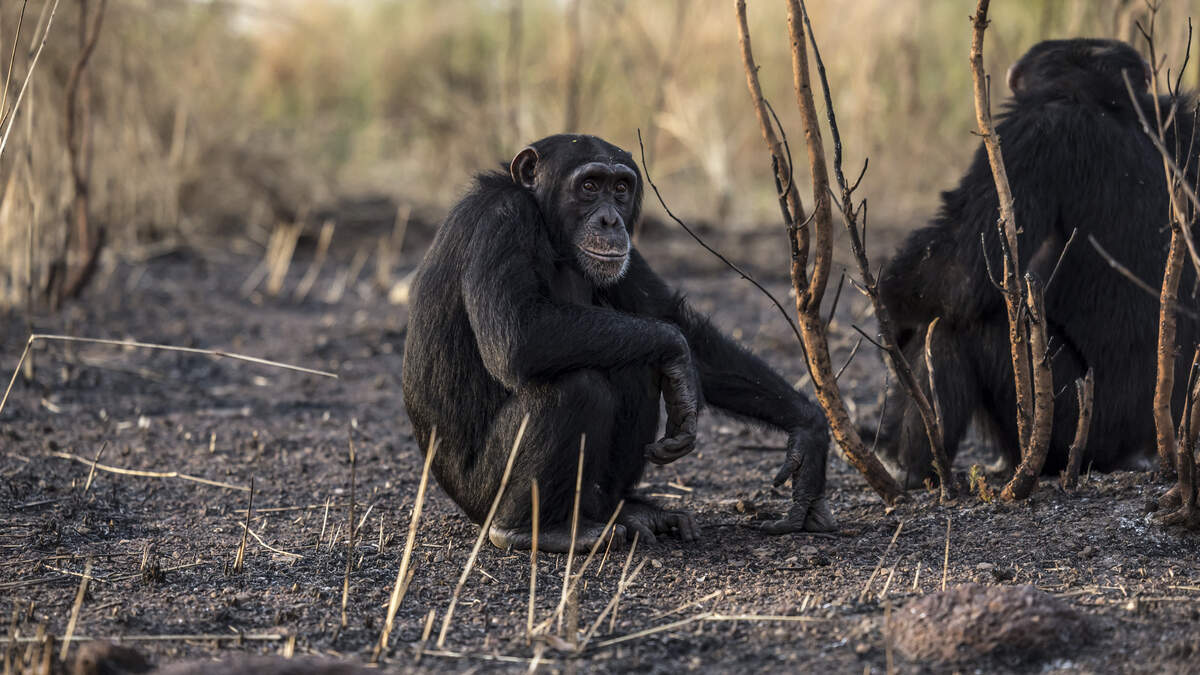 west african chimpanzees on fongoli home range