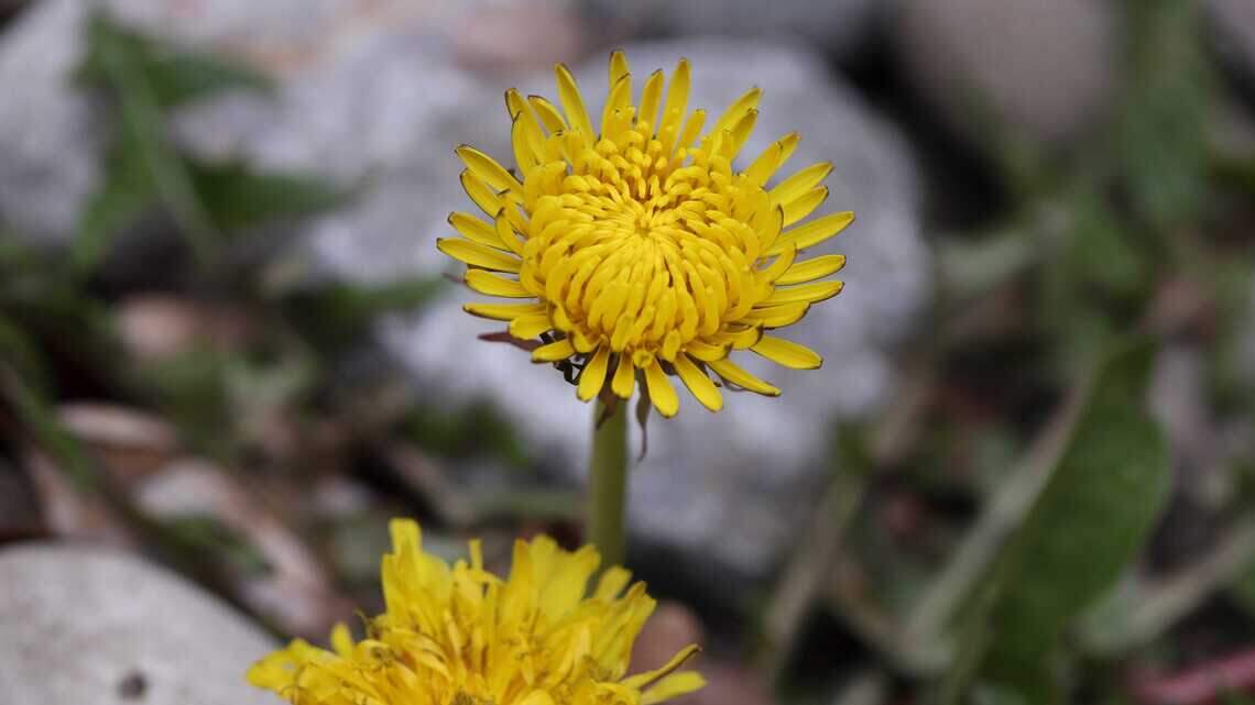 Can You Eat Dandelions From Your Yard? What to Know Before You Forage, Cook and Eat