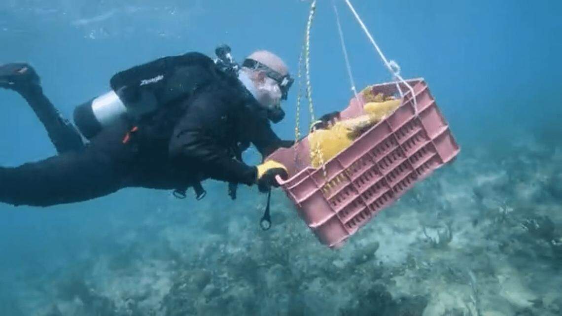Military veteran part of a contingent helping to restore damaged reefs.