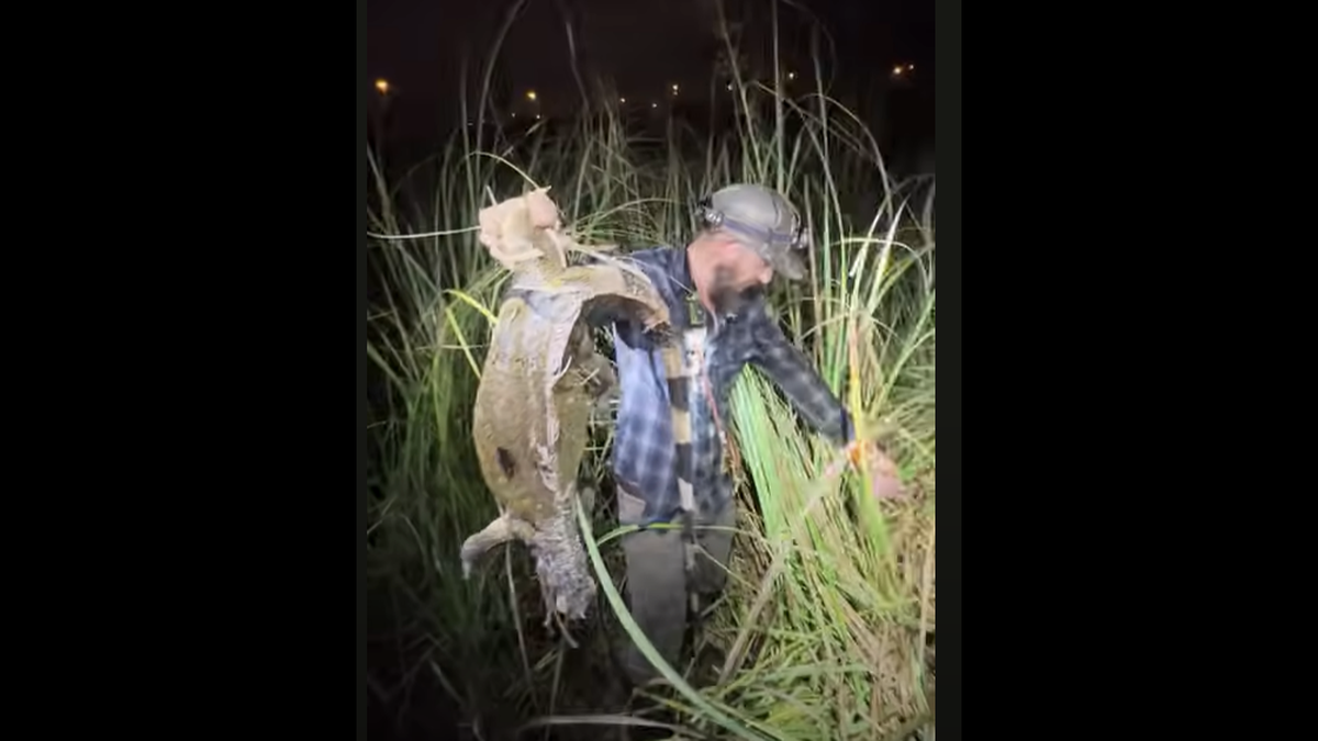 Trapper Mike Kimmel, also known as “Python Cowboy,” was leading a group of hunters when he discovered a python had regurgitated this green iguana.