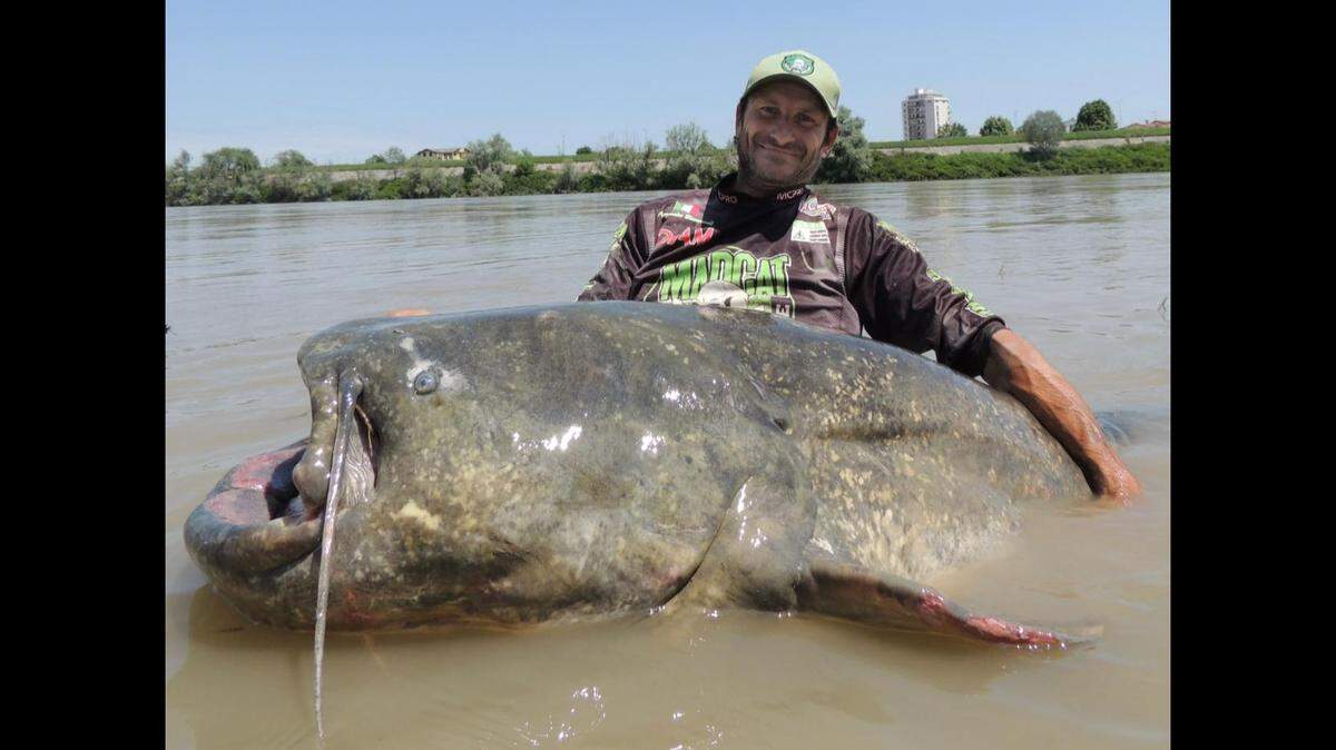 A pro fisherman in Italy reeled in a massive wels catfish, which could set a new world record for length.