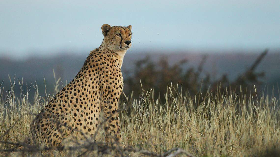 MASHATU, BOTSWANA - JULY 24: A cheetah looks out over plains at the Mashatu game reserve on July 24, 2010 in Mashatu game reserve, Botswana. Mashatu is a 46,000 hectare reserve located in Eastern Botswana where the Shashe river and Limpopo river meet. (Photo by Cameron Spencer/Getty Images)