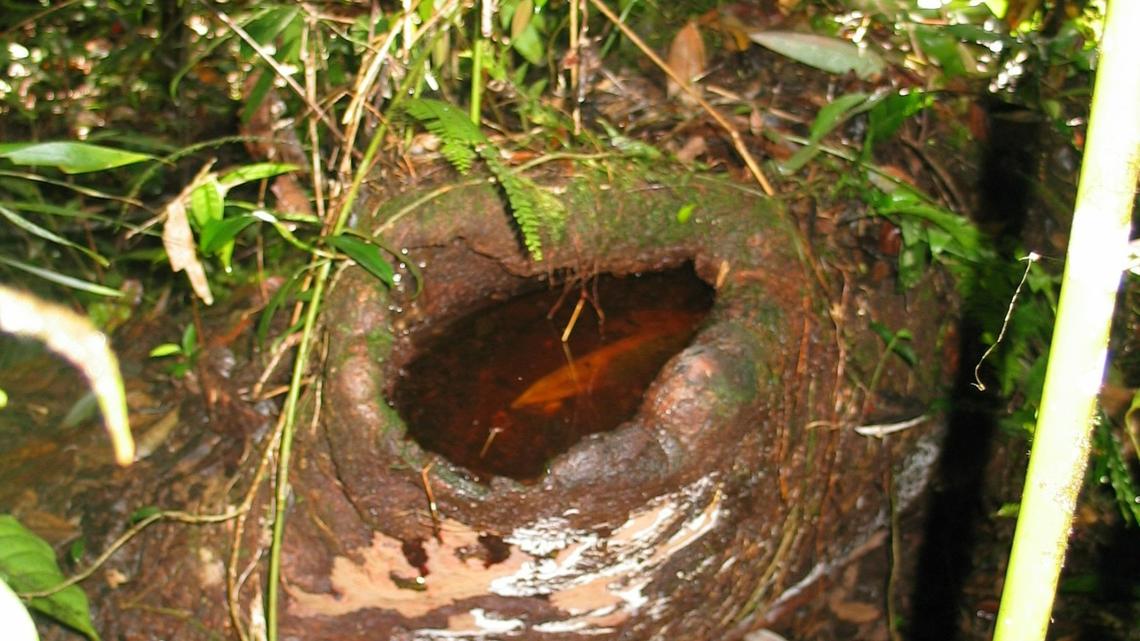 Researchers found the frogs, including a bird poo-colored one, in trees on mountain forests, study said. Photos show the new animal species.