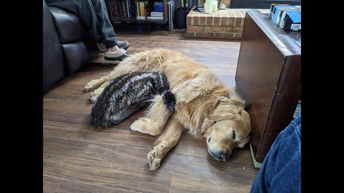 Nimbus curled up and fell asleep with one of the family’s dogs.