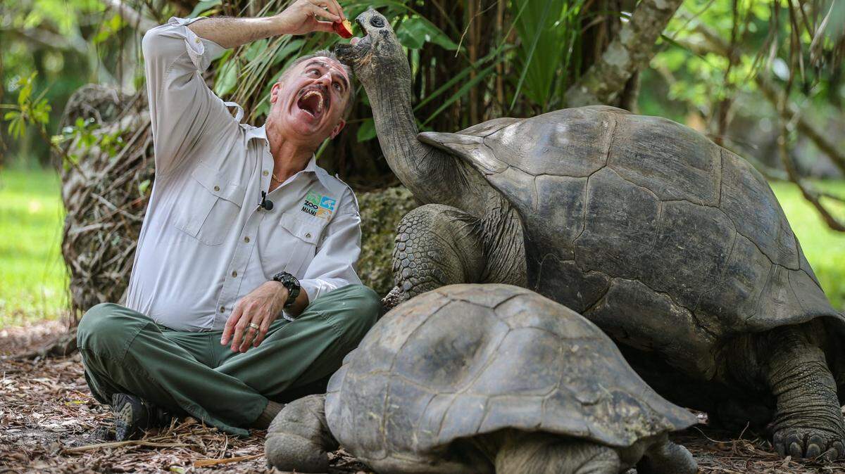 Zoo Miami’s Ron Magill offers a slice of apple to “Goliath, the Galapagos tortoise at the zoo on June 23, 2021. Magill and Zoo Miami celebrated 40 years in Kendall that year. Spokesman, ambassador and animal expert Magill has been there since the zoo opened. The attraction has managed to keep its admission at pre-pandemic prices.