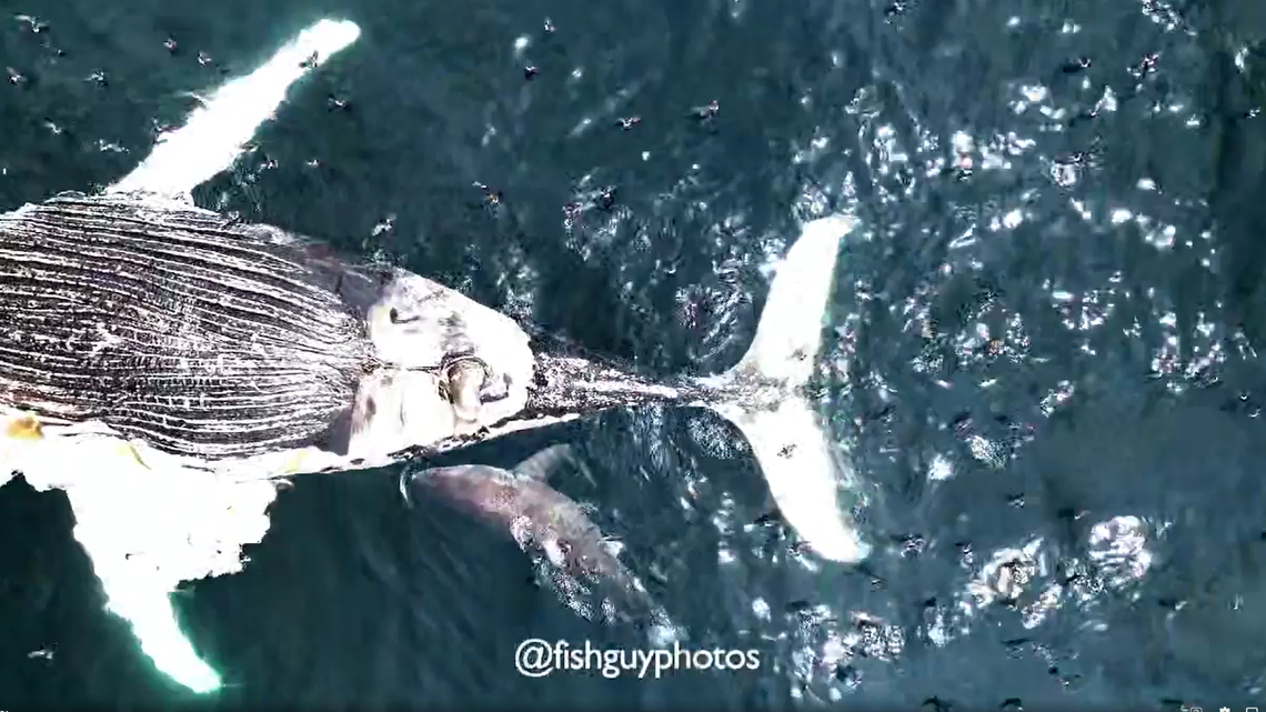 A dead humpback whale was discovered adrift off the coast of New York, and a large great white shark wasted no time turning the tragedy into a meal, drone video shows.