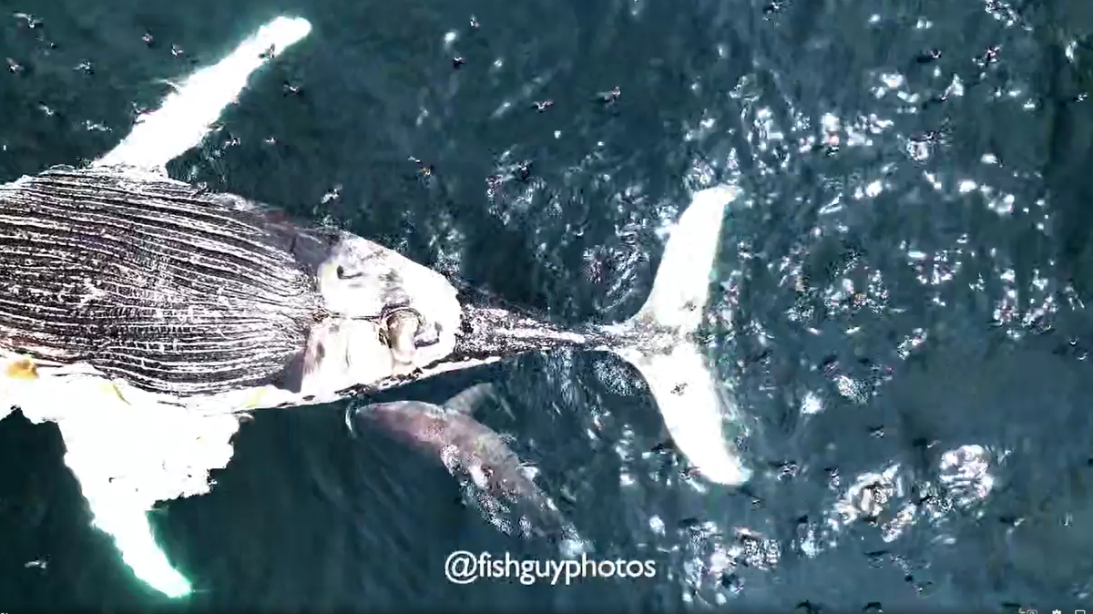 A dead humpback whale was discovered adrift off the coast of New York, and a large great white shark wasted no time turning the tragedy into a meal, drone video shows.