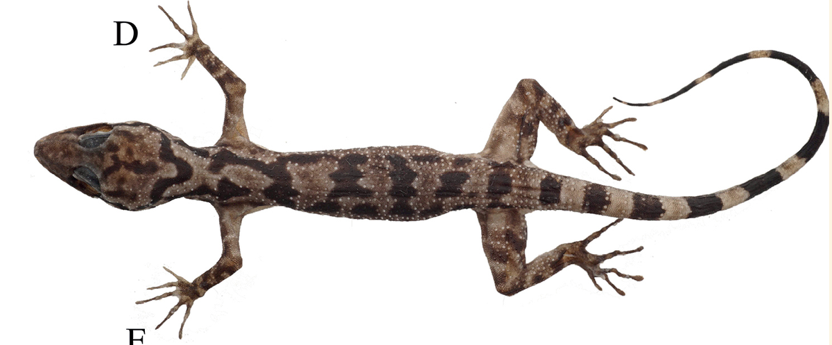 A preserved Gonjong bent-toed gecko specimen.