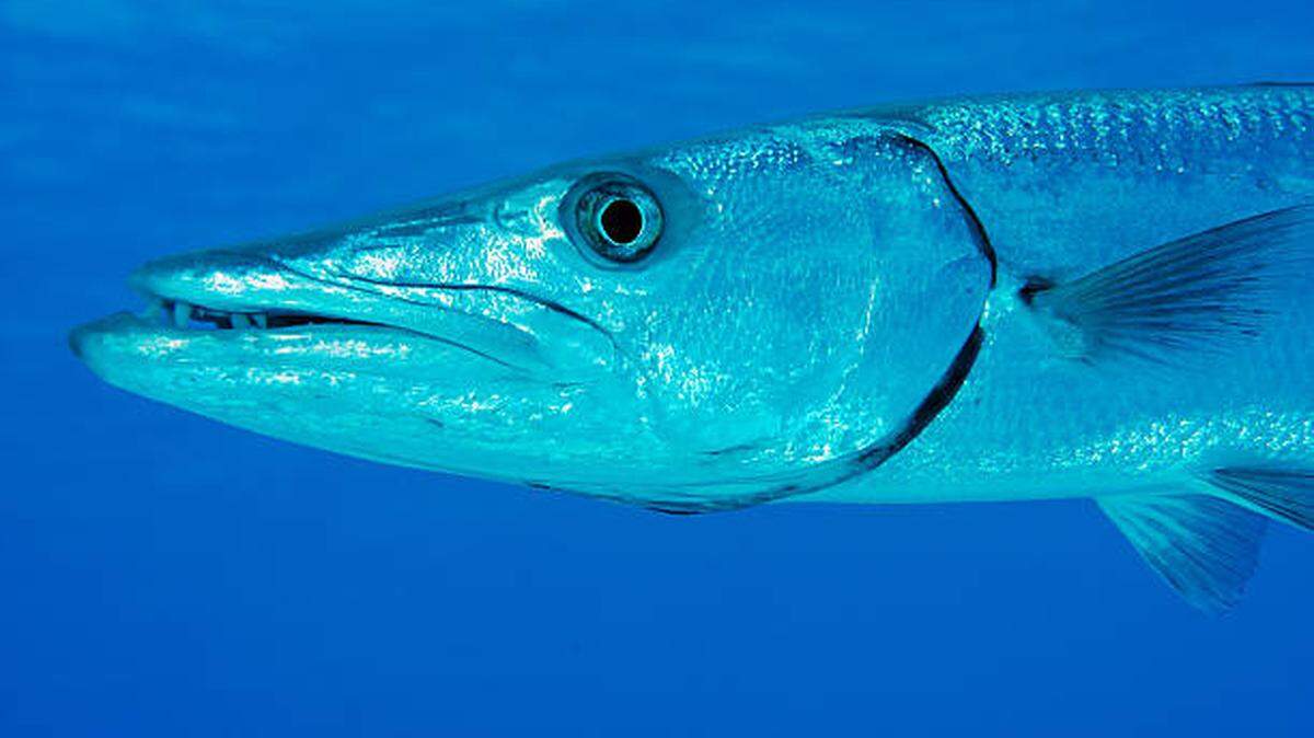 Barracuda