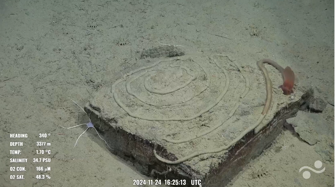 This larger image shows the acorn worm was still at the corner of the rock, having just created the artistic spiral with its poop.