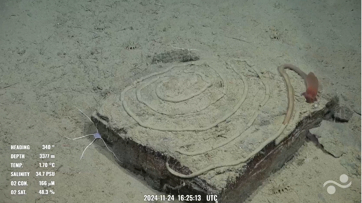 This larger image shows the acorn worm was still at the corner of the rock, having just created the artistic spiral with its poop.