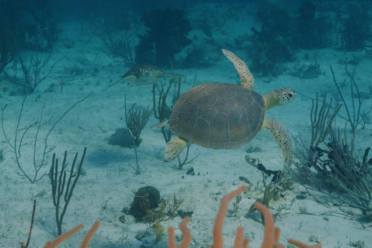 Sea Turtles