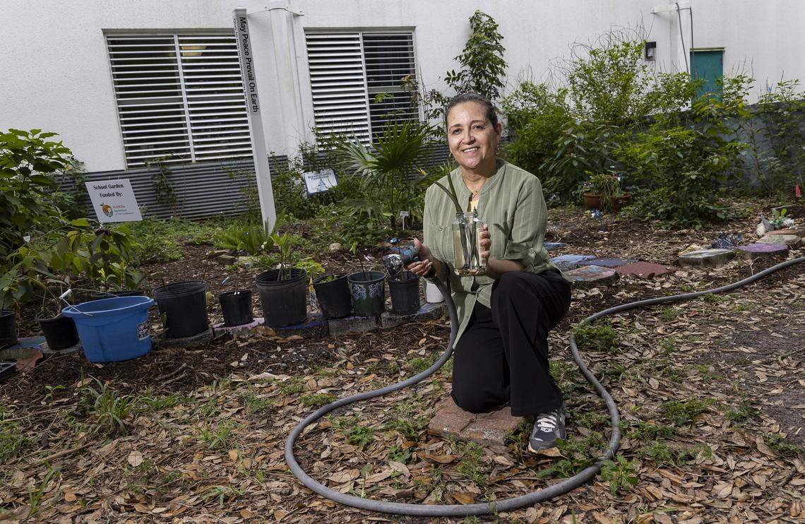 Grisel Berrios, the STEM engineering teacher, holds a mangrove propagule near one of her school's farms where mangroves are grown at New River Middle School on Thursday, Jan. 22, 2026, in Fort Lauderdale, Fla.