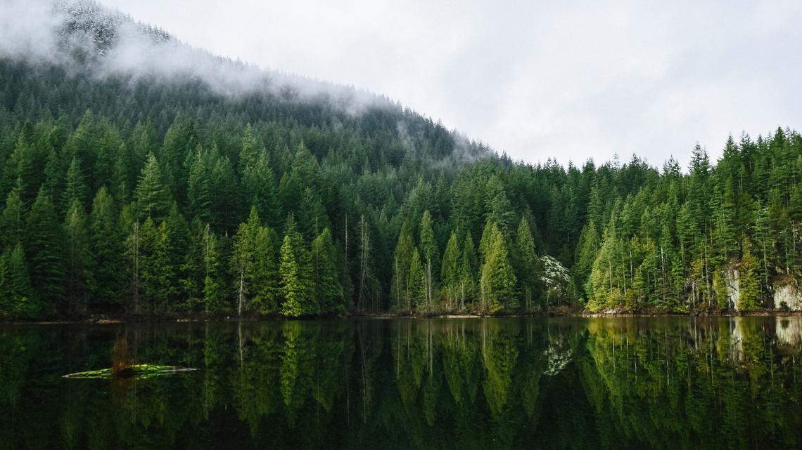 The humpback whale was spotted off the northeast coast of Vancouver Island in Canada.