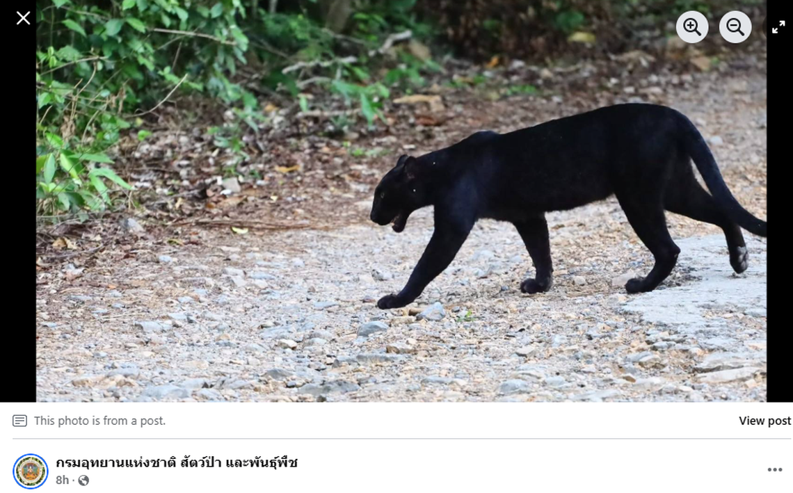 The panther was calm as it walked out in the open, a sign it is comfortable in its environment, officials said.
