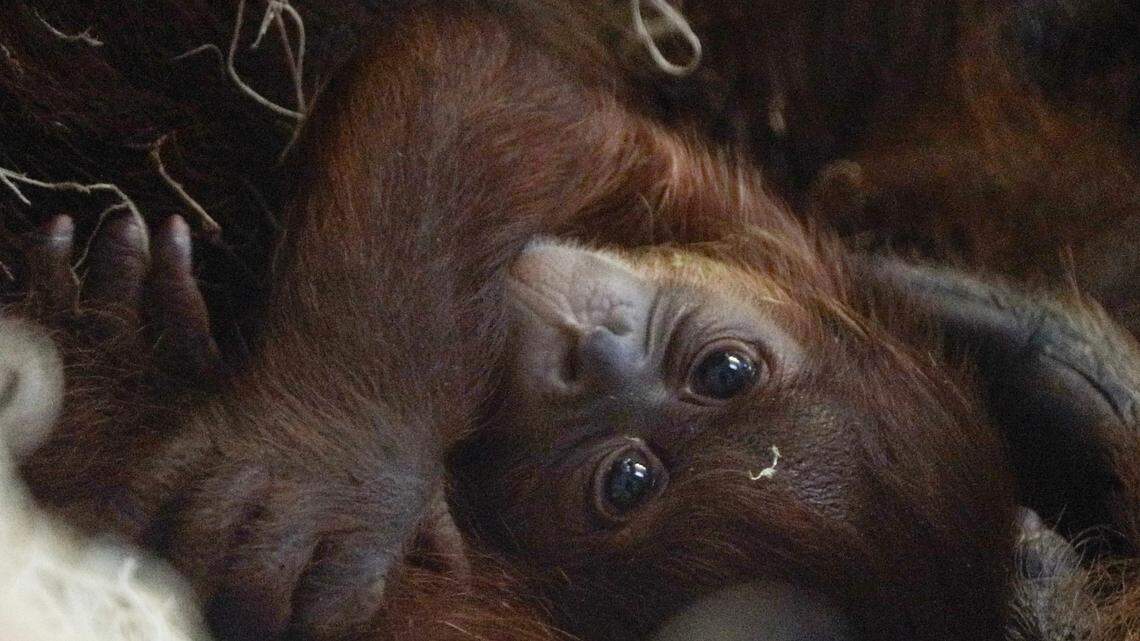 The newborn orangutan does not have a name yet.