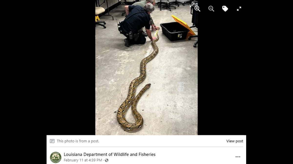 A more than 14-foot python was found with a person wandering through the French Quarter of New Orleans ahead of Mardi Gras, wildlife officials said.