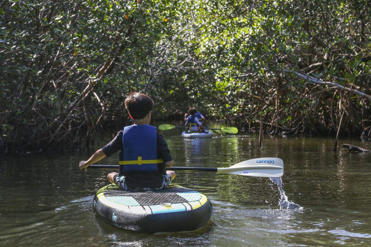 Kids paddle through a mangrove waterway at Chapman Field Park in Coral Gables in 2016.