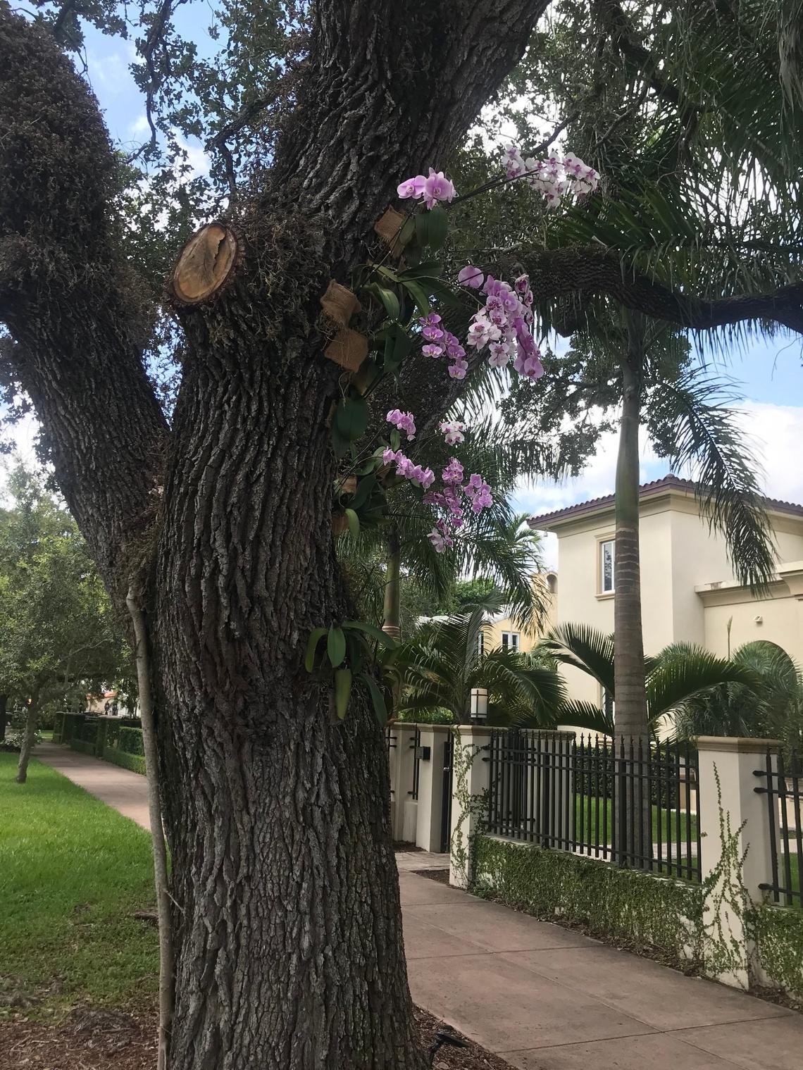 Orchids grow on a live oak tree on Country Club Prado in Coral Gables.