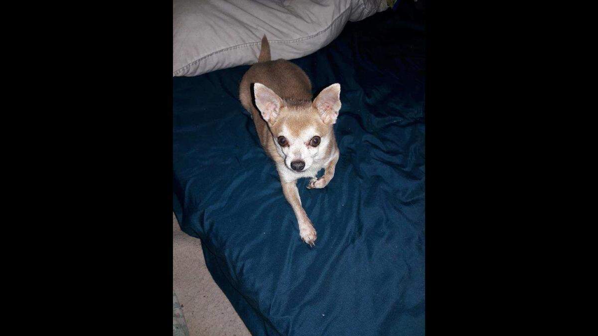 Police say Juan Gonzalez, in addition to committing domestic violence, drowned Kane, the house’s Chihuahua.