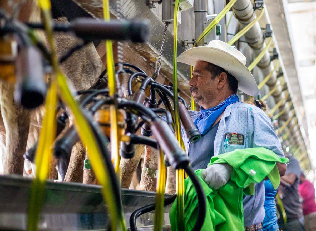 Un granjero supervisa el equipo en la sala de ordeña de la central lechera de Larson, en Okeechobee.