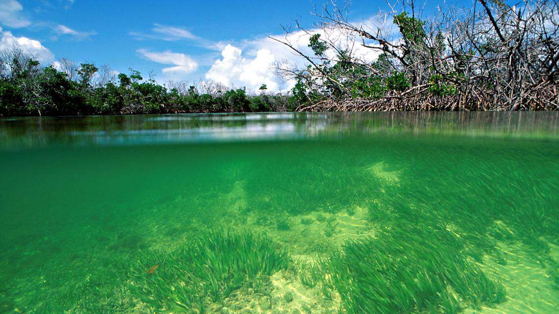 Giving Florida control over permits for developers to build on wetlands will only accelerate destruction of these key habitats, environmentalists say.