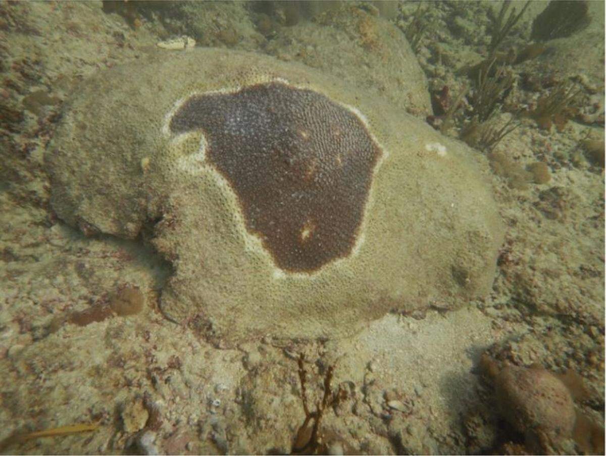 The remaining live tissue on this great star coral colony (Montastraea cavernosa) in Florida is being destroyed by stony coral tissue loss disease. The bright white margin surrounding the dark brown, living coral tissue is where the coral is bleaching and dying due to the disease.