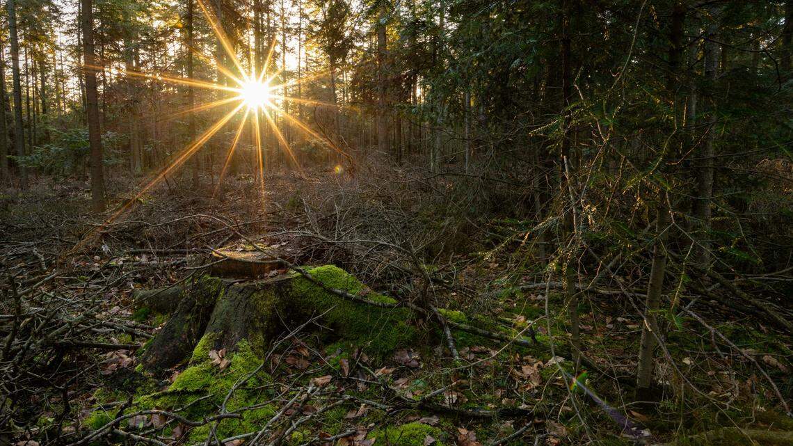 In the Świętokrzyskie Mountains of Poland, a medieval treasure hoard belonging to a legendary fraudster sat untouched for centuries.