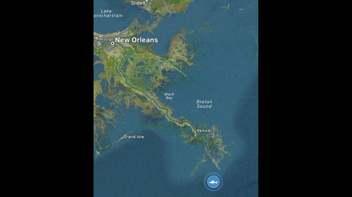 This is Crystal’s location off Louisiana. It remains a mystery why a few sharks keep going west into the Gulf of Mexico, OCEARCH reports.
