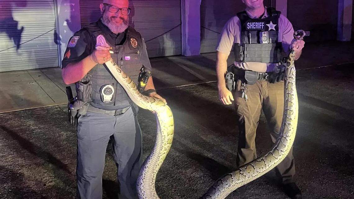Sergeant Carlos Atola, left, and a sheriff’s deputy captured a 14-foot Burmese python recently near U.S. 1, a six-lane road in a densely populated suburb of Miami-Dade.