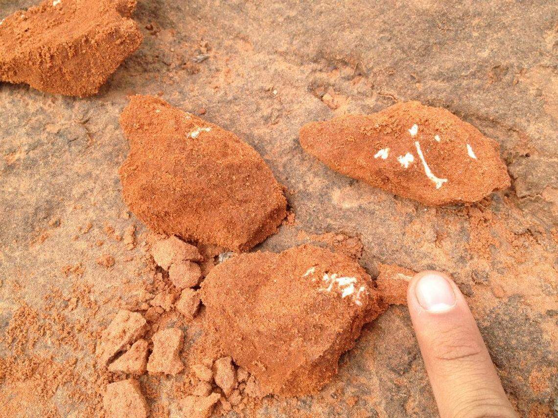 The fossils were found in scrap sandstone originally meant to discarded.