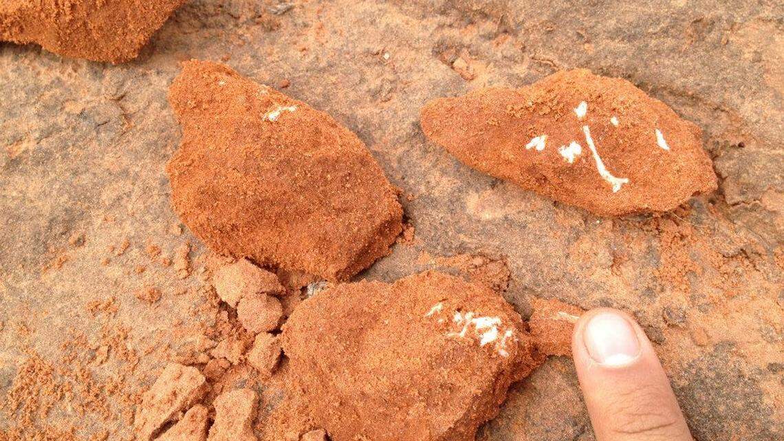 Fossils found in scrap sandstone originally meant to discarded revealed a new species in Brazil.