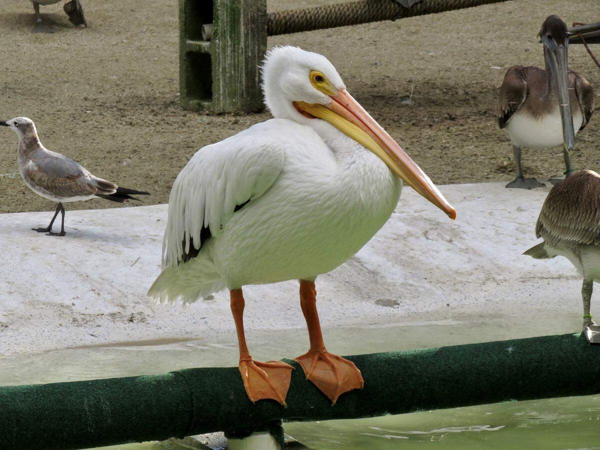 An American White pelican is recovering after vets at the Conservancy of Southwest Florida removed a fish carcass from the bird’s esophagus.