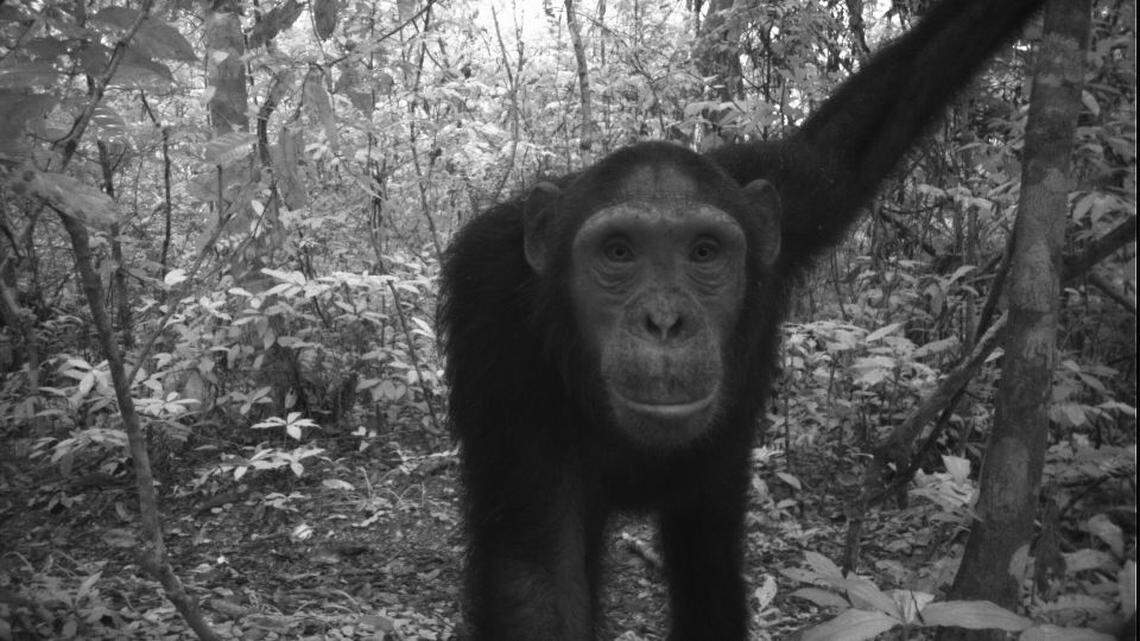 Chimpanzees have made a significant comeback since the area was designated as a national park, but their populations are still threatened.