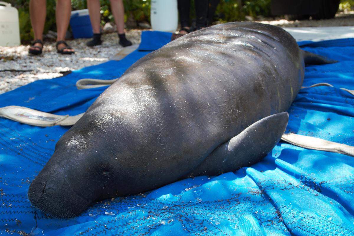 Minnow the manatee weighs in at 745 pounds. He was returned to sea Sept. 16, 2020, after rehabilitation from a boat propeller strike in March.