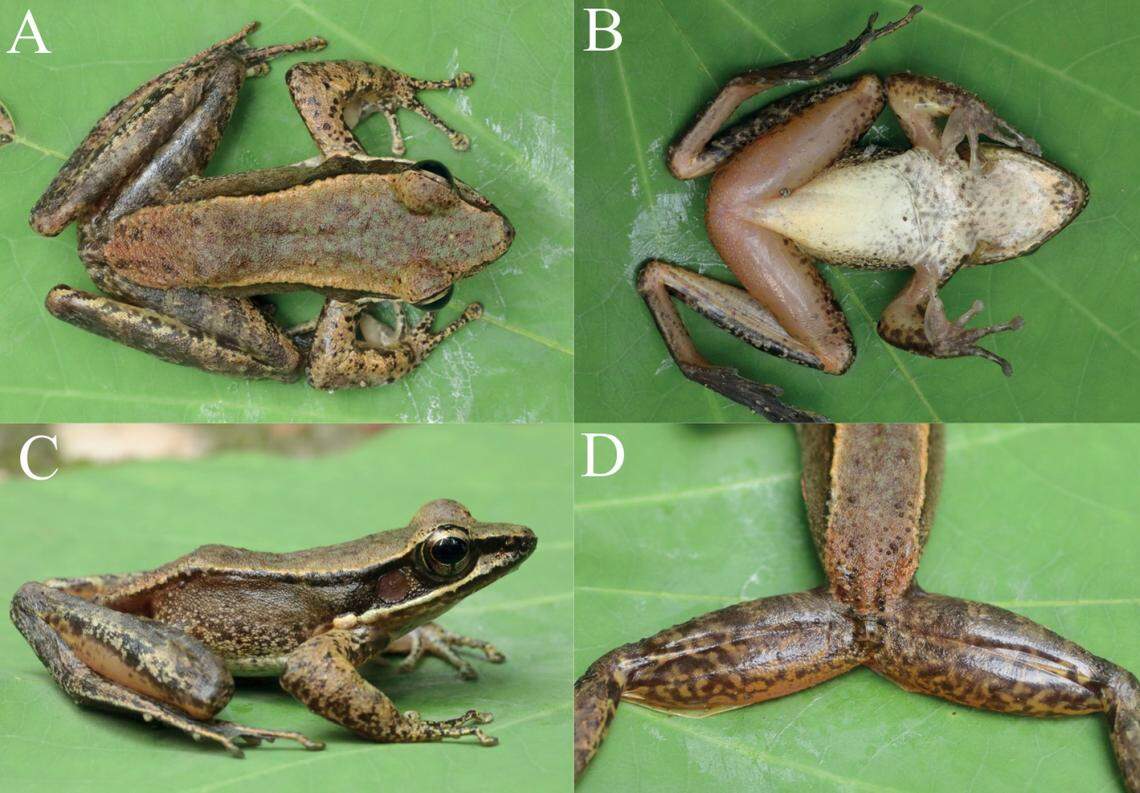 Scientists described the new frog species as having a “medium body size.”