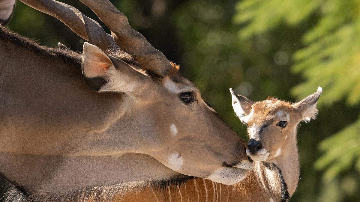 ​A rare giant eland was born the day before Thanksgiving at Zoo Miami, the 17th baby born in the large herd. The calf can be seen in his enclosure.