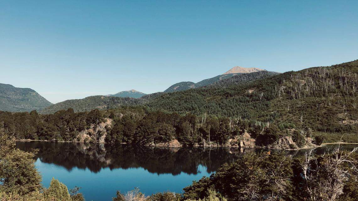 In the forests of the eastern Andes, a gray bird with black “goggles” flies through the trees.