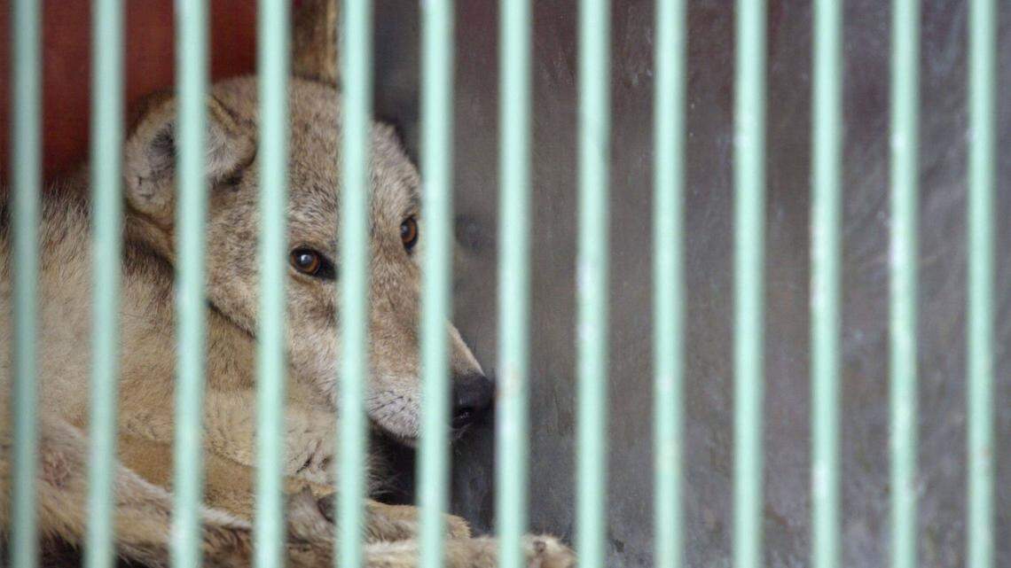 1-Year-Old Reaches Into Wolf Exhibit While Parents Sit Nearby, Charges Filed