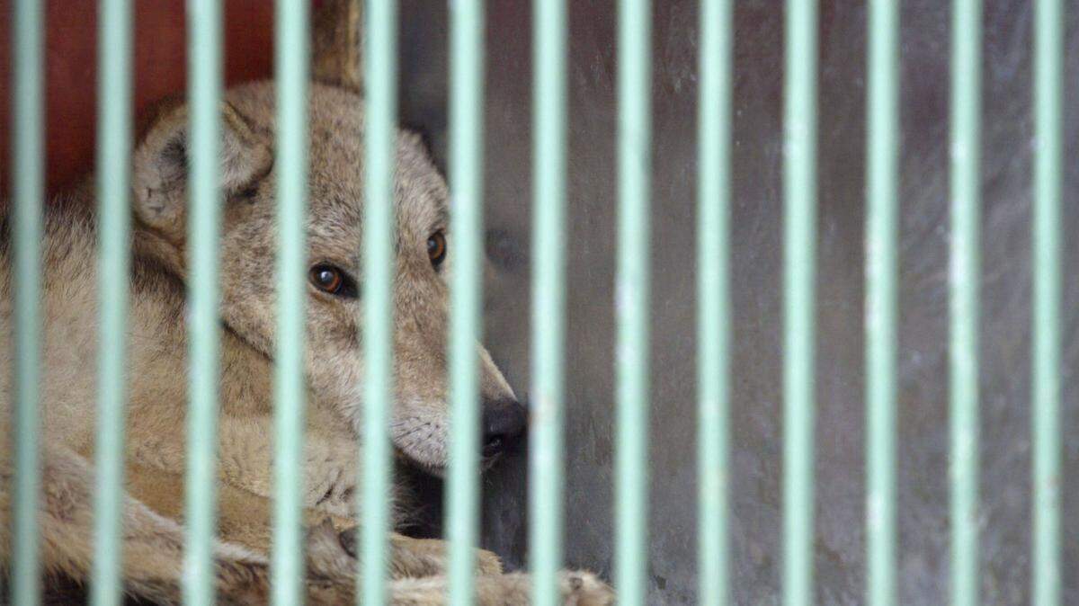 PAJU - APRIL 14: A wolf sits in a cage after it arrived from Pyongyang Central Zoo in North Korea at South Korea's border village Paju, near the demilitarised zone on April 14, 2005 in Paju, South Korea. North and South Korea exchanged zoo animals near their heavily militarised border to bolster animal stocks in both states. (Photo by Chung Sung-Jun/Getty Images)