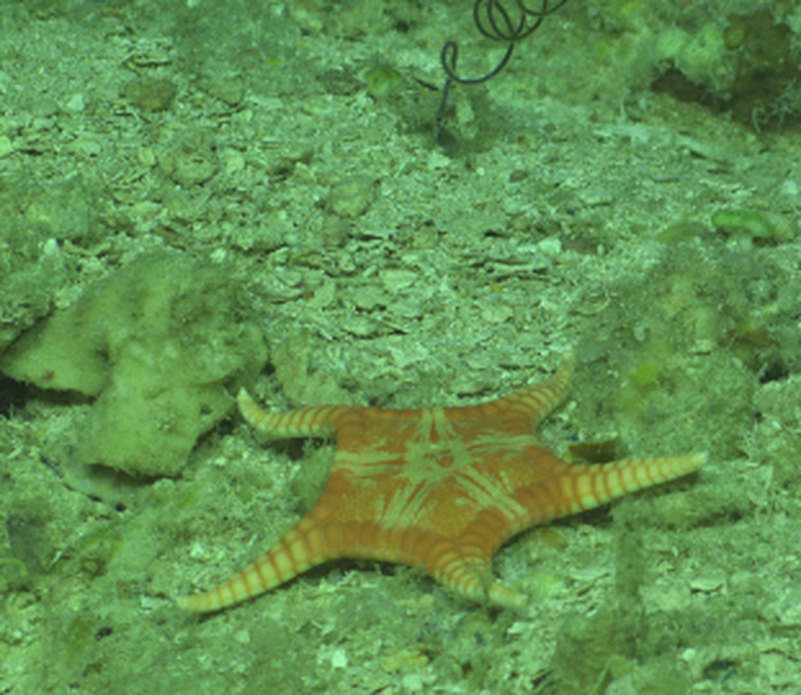 The deep-sea creatures were found among rocky and pebbly areas, scientists said.