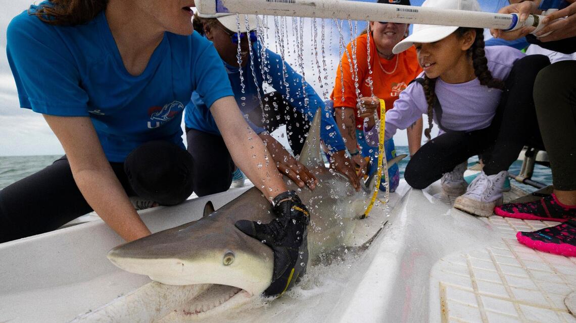 Shark tagging expedition in Biscayne Bay gives girls a chance to be scientists