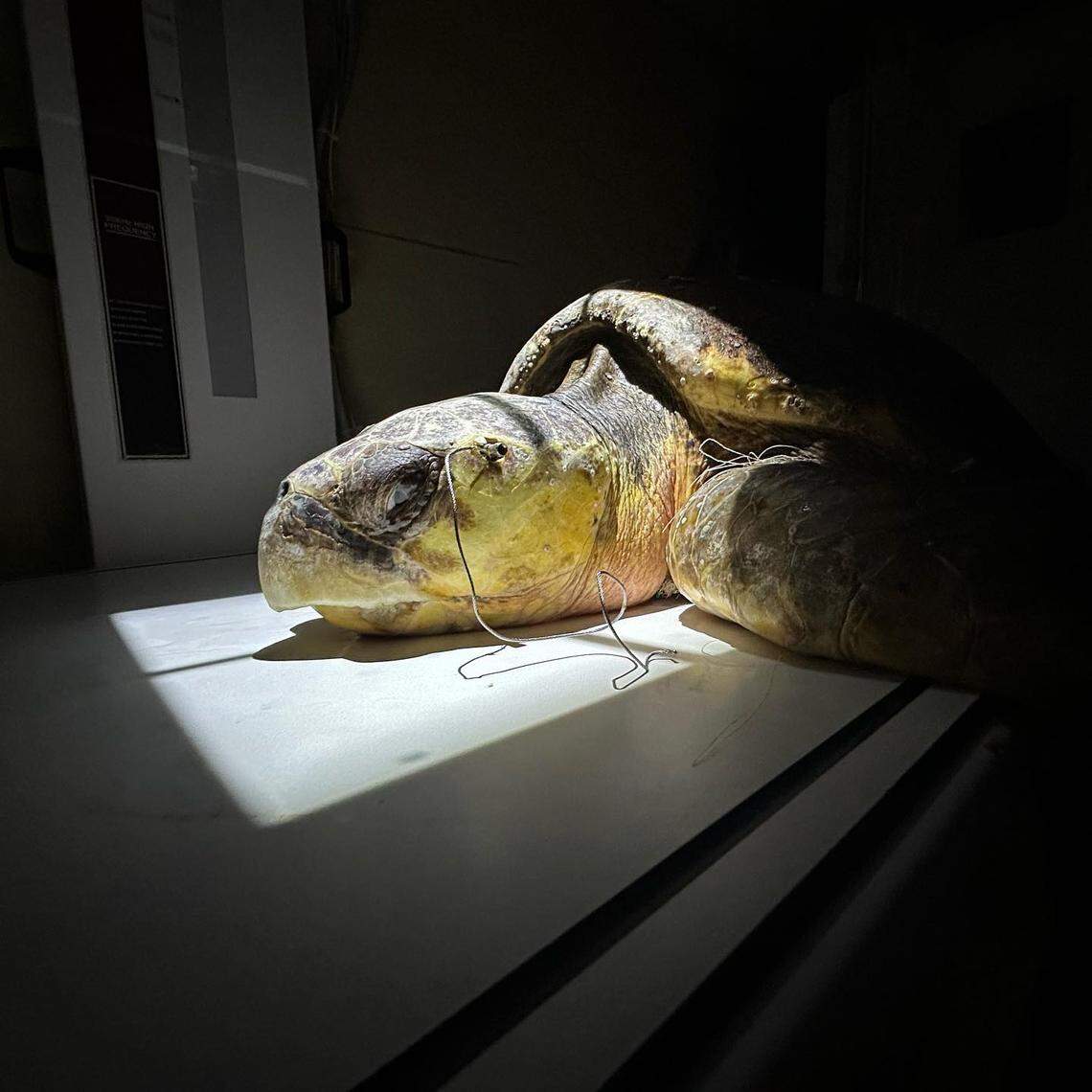 Aubie, a loggerhead sea turtle, lies on a table before undergoing a scan at the Turtle Hospital in the Florida Keys Thursday, Oct. 17, 2023.