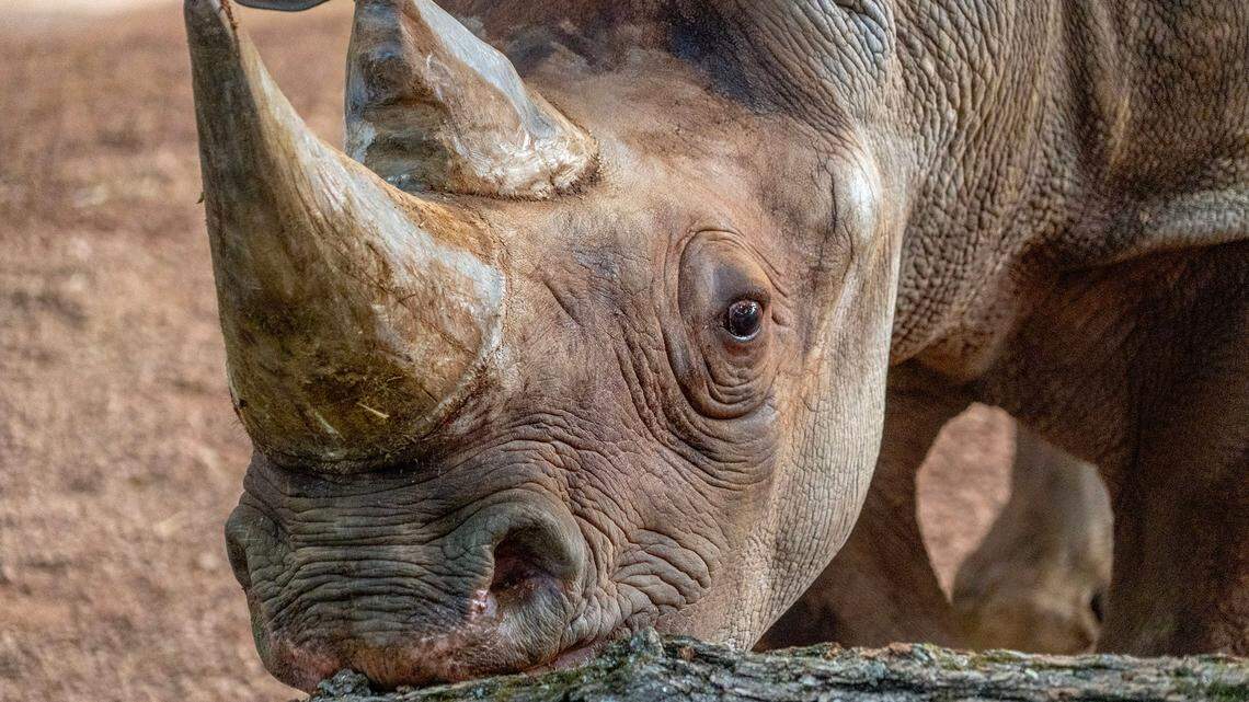 black rhino milwaukee county zoo