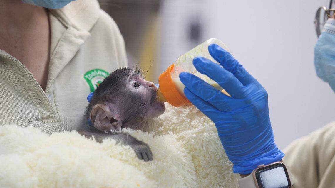Baby Monkey Yuji Cuddles With a Stuffed Animal Every Day