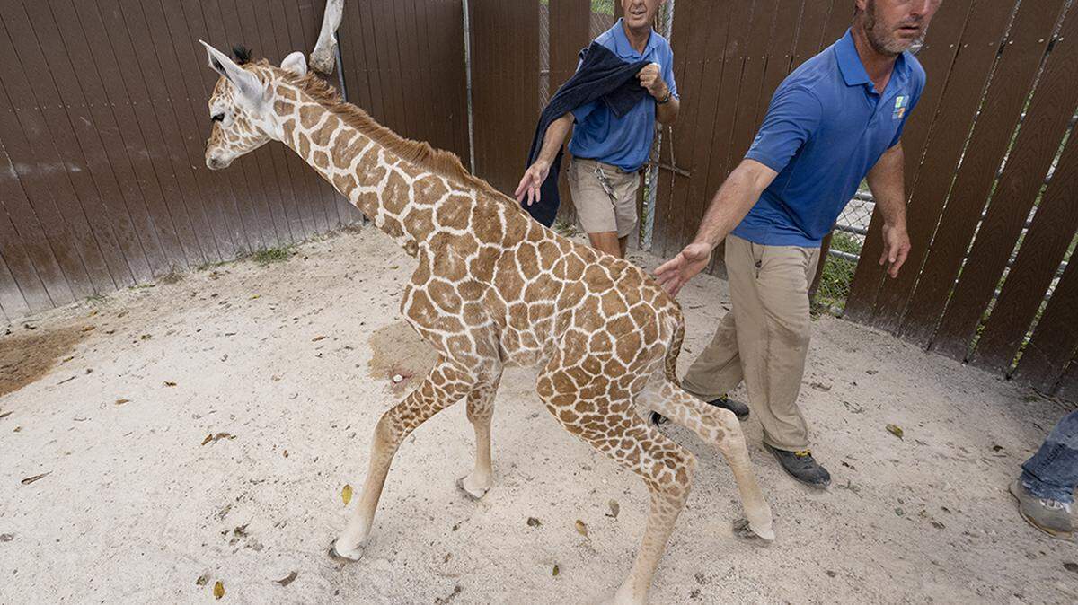 Zoo Miami’s newest giraffe was born to Sabra on Aug. 23, 2022. At birth, the calf stood about five feet and weighed about 120 pounds. That’s a big baby!