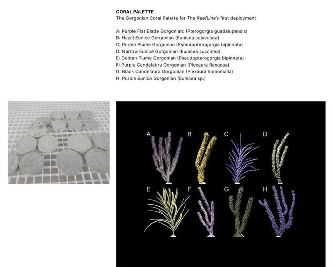 Paleta de colores y especies de coral blando que se plantarán en los próximos meses utilizando los dispositivos “Coral Loks”.